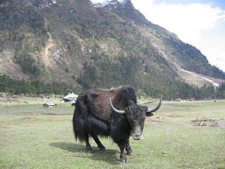 The Cantankerous Yak